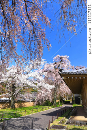 [Kyoto Prefecture] Daigoji Temple (Reihokan) with cherry blossoms in full bloom 112317321