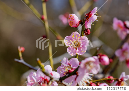 Beautiful plum blossoms that bloom in early spring, Rekkoumei Beautiful plum blossoms that bloom in early spring, Rekkoumei 112317758