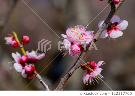 早春綻放的美麗梅花，Rekkoumei 112317760