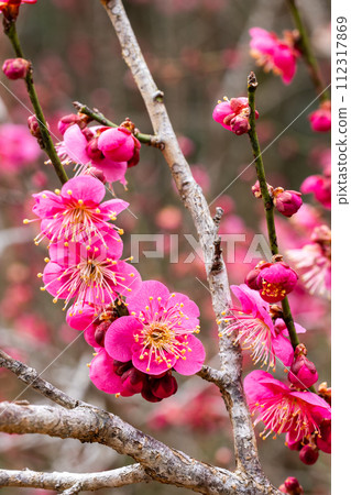 Beautiful plum blossoms that bloom in early spring, Karabai 112317869