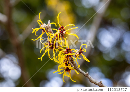Witch Hazel Balmstead Gold with yellow flowers that bloom in early spring Witch Hazel Balmstead Gold with yellow flowers that bloom in early spring 112318727