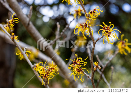 Witch Hazel Balmstead Gold with yellow flowers that bloom in early spring Witch Hazel Balmstead Gold with yellow flowers that bloom in early spring 112318742
