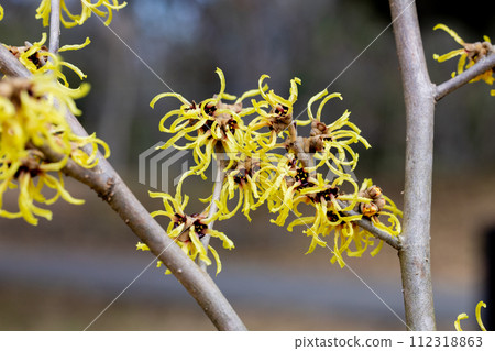 Witch hazel Honoka with yellow flowers that bloom in early spring Witch hazel Honoka with yellow flowers that bloom in early spring 112318863