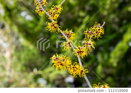 Witch Hazel Nina has yellow flowers that bloom in early spring. Witch Hazel Nina has yellow flowers that bloom in early spring. 112318908