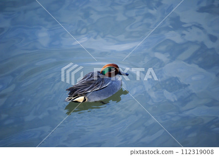 信濃川安城堤壩上的小鴨子 112319008