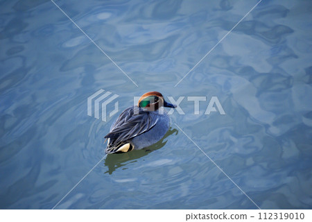 A small duck on the Yasuragi embankment of the Shinano River 112319010