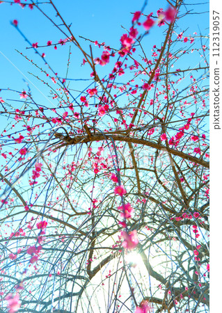 Weeping plum blossoms at Hirashiba Park herald the arrival of spring Weeping plum blossoms at Hirashiba Park herald the arrival of spring 112319057