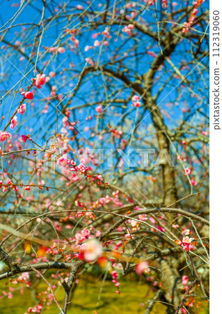 Weeping plum blossoms at Hirashiba Park herald the arrival of spring Weeping plum blossoms at Hirashiba Park herald the arrival of spring 112319060
