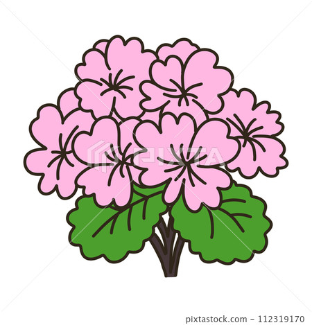 Pelargonium 112319170