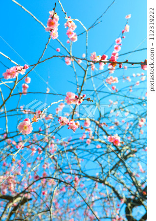 Weeping plum blossoms in Hirashiba Park bathing in the spring morning sun Weeping plum blossoms in Hirashiba Park bathing in the spring morning sun 112319222