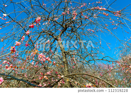 Weeping plum blossoms in Hirashiba Park bathing in the spring morning sun Weeping plum blossoms in Hirashiba Park bathing in the spring morning sun 112319228