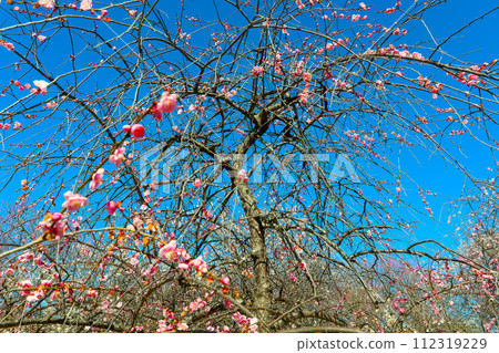 Weeping plum blossoms in Hirashiba Park bathing in the spring morning sun Weeping plum blossoms in Hirashiba Park bathing in the spring morning sun 112319229