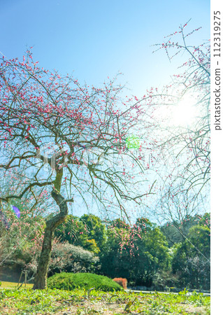 Weeping plum blossoms in Hirashiba Park bathing in the spring morning sun Weeping plum blossoms in Hirashiba Park bathing in the spring morning sun 112319275
