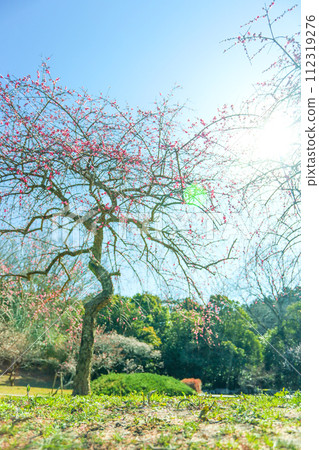 沐浴在春天早晨陽光的平芝公園垂梅 沐浴在春天早晨陽光的平芝公園垂梅 112319276