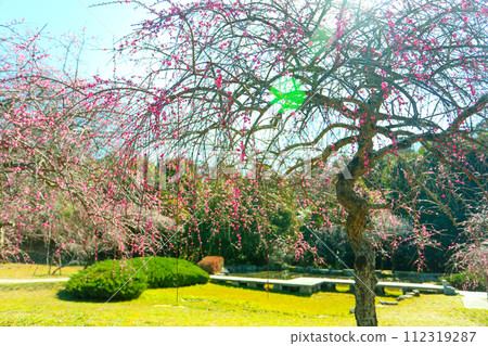 Weeping plum blossoms in Hirashiba Park bathing in the spring morning sun Weeping plum blossoms in Hirashiba Park bathing in the spring morning sun 112319287