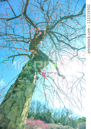 Weeping plum blossoms in Hirashiba Park bathing in the spring morning sun Weeping plum blossoms in Hirashiba Park bathing in the spring morning sun 112319302
