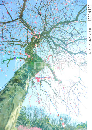 Weeping plum blossoms in Hirashiba Park bathing in the spring morning sun Weeping plum blossoms in Hirashiba Park bathing in the spring morning sun 112319303