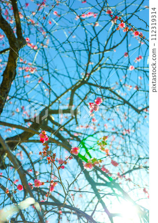 沐浴在春天早晨陽光的平芝公園垂梅 112319314