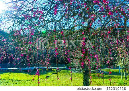 Weeping plum blossoms in Hirashiba Park bathing in the spring morning sun Weeping plum blossoms in Hirashiba Park bathing in the spring morning sun 112319318