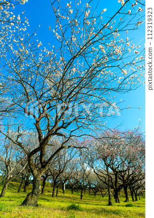 Weeping plum blossoms in Hirashiba Park bathing in the spring morning sun Weeping plum blossoms in Hirashiba Park bathing in the spring morning sun 112319323