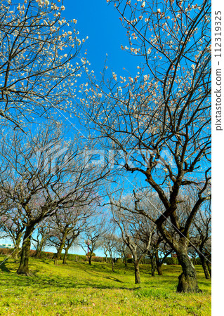 沐浴在春天早晨陽光的平芝公園垂梅 沐浴在春天早晨陽光的平芝公園垂梅 112319325