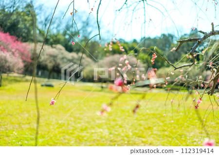Weeping plum blossoms at Hirashiba Park herald the arrival of spring Weeping plum blossoms at Hirashiba Park herald the arrival of spring 112319414