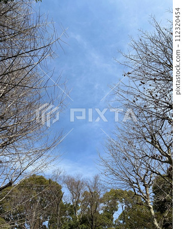 陽光明媚的日子,藍天和樹木(二月) 陽光明媚的日子,藍天和樹木(二月) 112320454