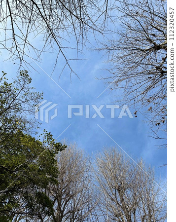 陽光明媚的日子,藍天和樹木(二月) 陽光明媚的日子,藍天和樹木(二月) 112320457