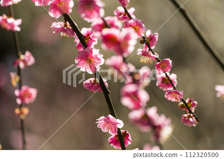 Weeping plum blossoms in full bloom bathing in the early spring sunlight 112320500