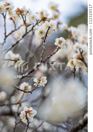 梅花告訴春天的到來 梅花告訴春天的到來 112320517