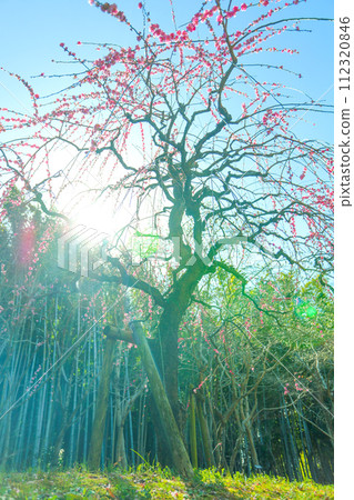 Weeping plums at Tenpaku Agricultural Center bathing in the spring sunshine 112320846