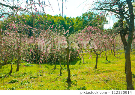 沐浴著春日陽光的天博農業中心的垂梅 112320914