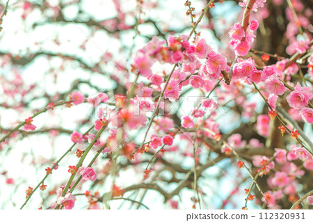 沐浴著春日陽光的天博農業中心的垂梅 沐浴著春日陽光的天博農業中心的垂梅 112320931