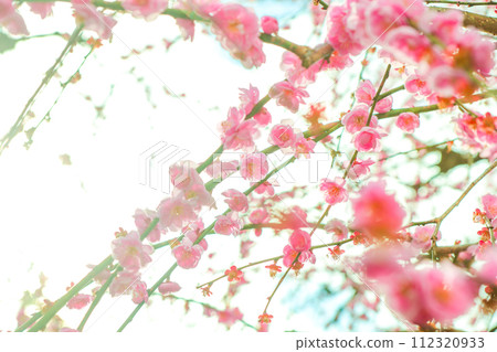 沐浴著春日陽光的天博農業中心的垂梅 112320933