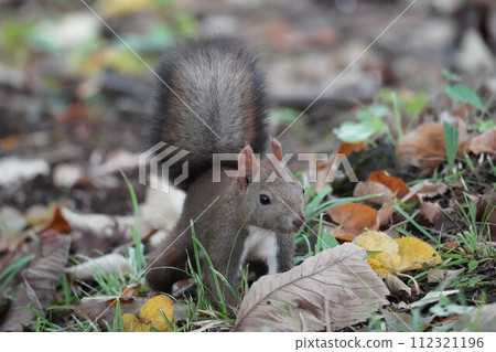 Ezolith在森林裡 112321196