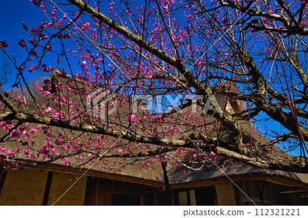 梅花盛開的大越民花園 梅花盛開的大越民花園 112321221
