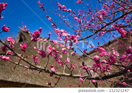 Osagoe Minkaen where plum blossoms are in full bloom 112321247