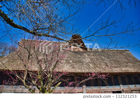 梅花盛開的大越民花園 112321253