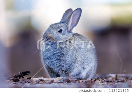 Rabbit of Okunojima 112321555