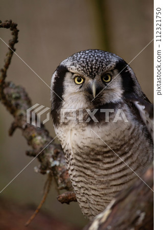 Northern hawk-owl (Surnia ulula). Northern hawk-owl (Surnia ulula). 112321750