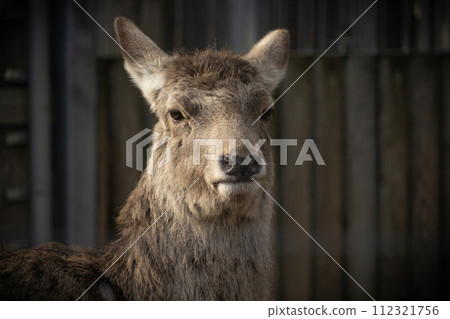 Portrait Of Lonely Deer 112321756