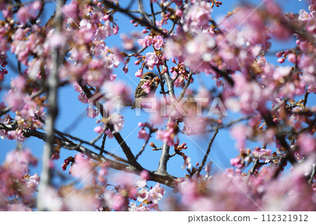 Kawazu cherry blossoms and sparrows Kawazu cherry blossoms and sparrows 112321912