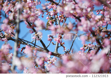 Kawazu cherry blossoms and sparrows 112321913