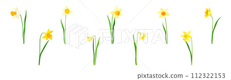 Narcissus as Spring Flowering Perennial Plant Vector Set 112322153
