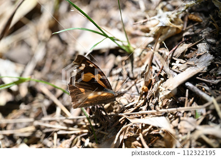 Tenure butterfly (Tengu butterfly) 112322195