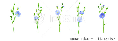 Blooming Flax Flower Plant with Green Stem Vector Set 112322197