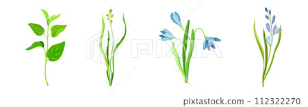 Purple Flower on Green Stem with Leaf as Meadow or Field Plant Vector Set Purple Flower on Green Stem with Leaf as Meadow or Field Plant Vector Set 112322270