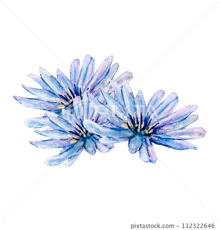 Flower blue chicory cornflower watercolor illustration. Aster chrysanthemum gerbera chamomile. Bouquet blossom isolated white background. Garden botanical natural hand drawn. Aquarelle meadow field 112322646