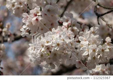 Someiyoshino cherry full bloom Someiyoshino cherry full bloom 112323367