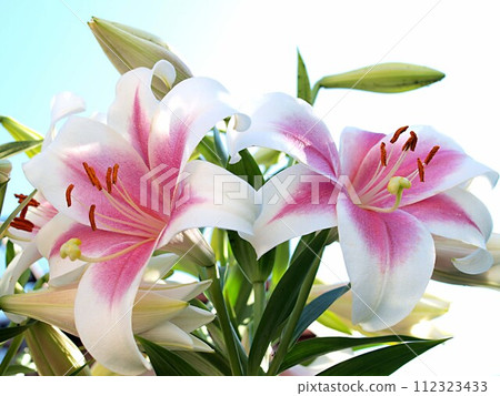 百合花開 112323433